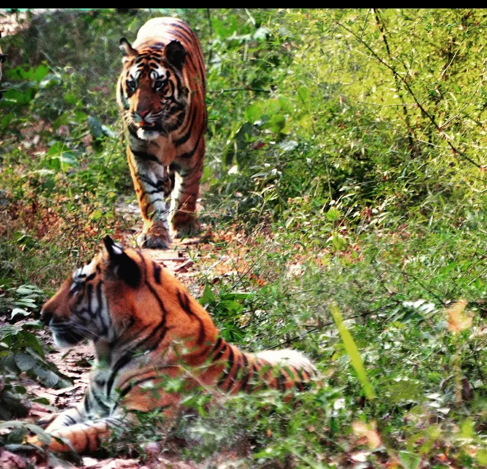 Photo of Lord Vishnu idol of 9th B.C in mid of jungle with highest number of tiger in sanctuary #wildlife by Amit Kumar