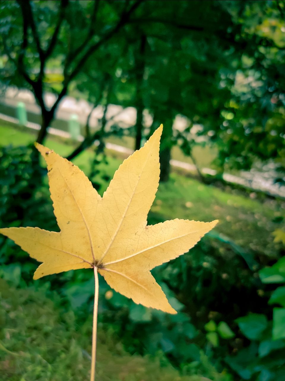 Photo of Sim's Park, Coonoor by Amit Kumar