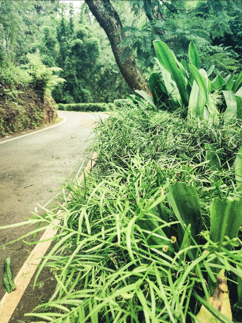 Photo of Sim's Park, Coonoor by Amit Kumar