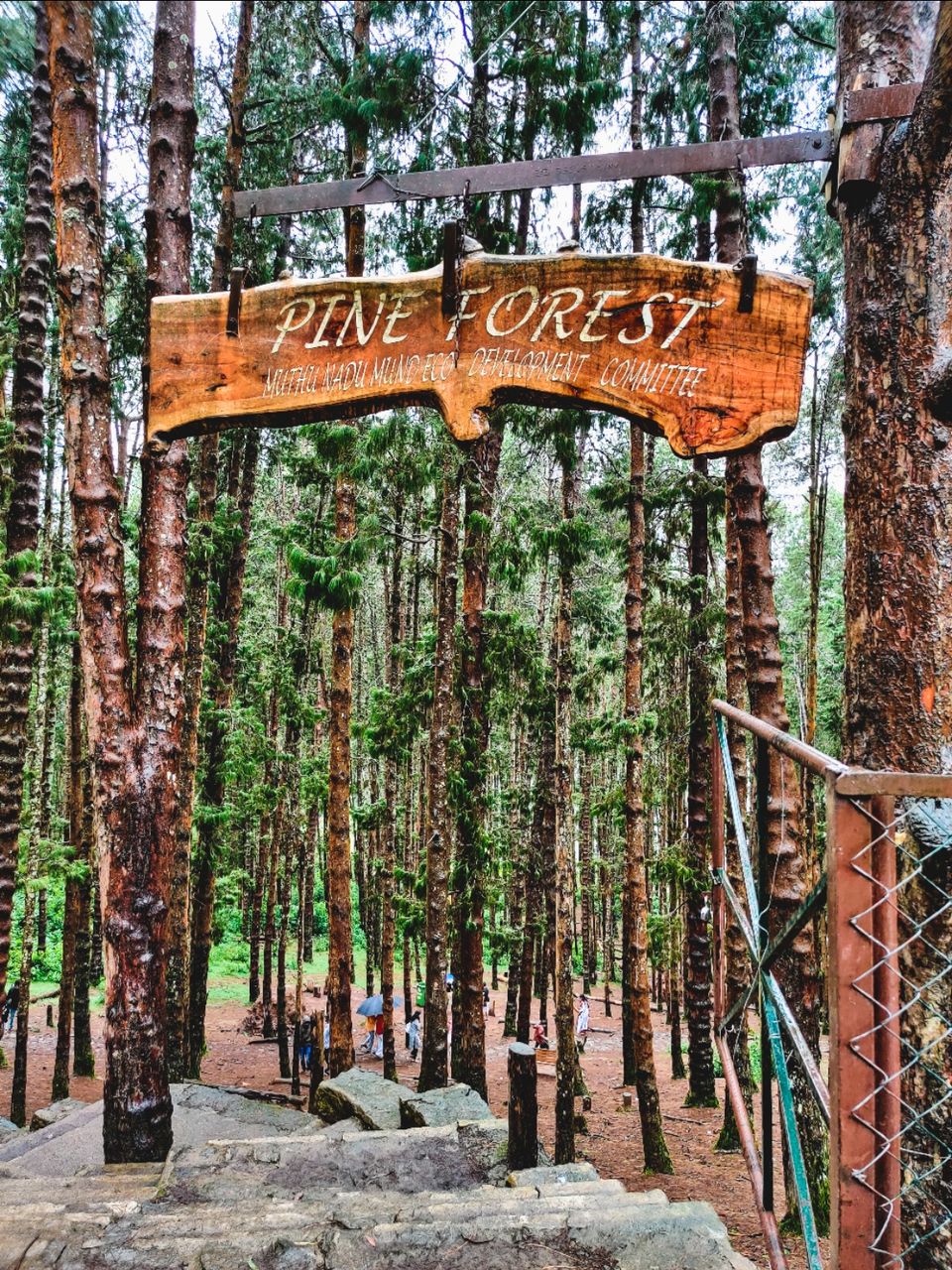 Photo of Pine Forest Ooty by Amit Kumar