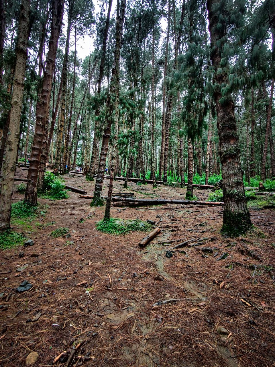 Photo of Pine Forest Ooty by Amit Kumar