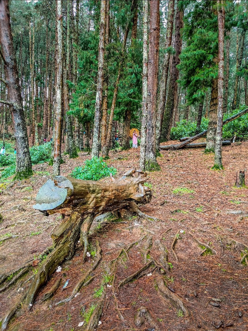 Photo of Pine Forest Ooty by Amit Kumar
