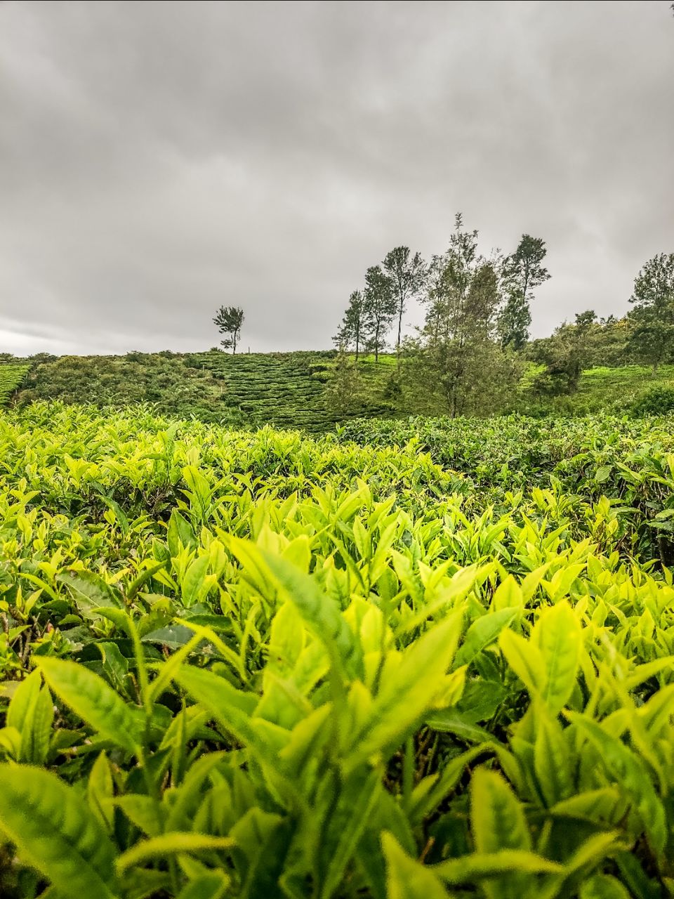Photo of Tea garden by Amit Kumar