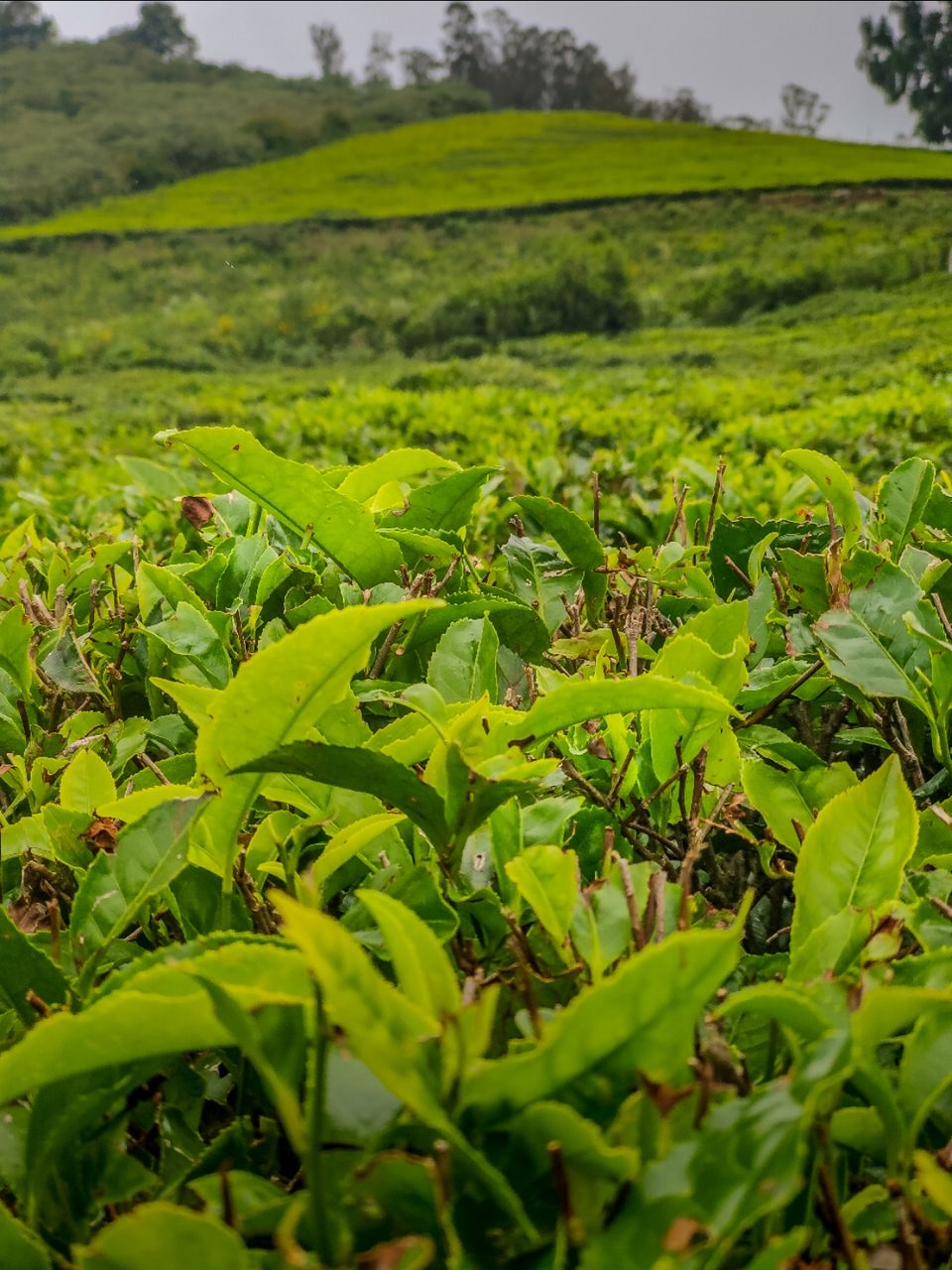 Photo of Tea garden by Amit Kumar