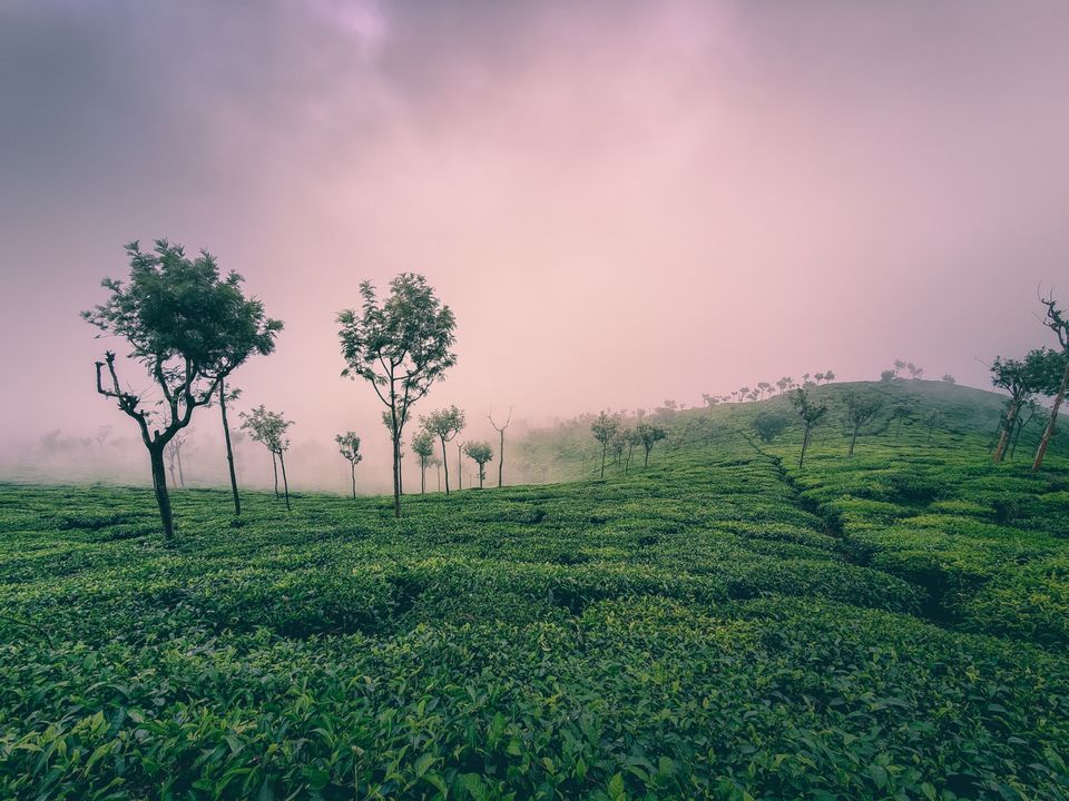 Photo of Tea garden by Amit Kumar