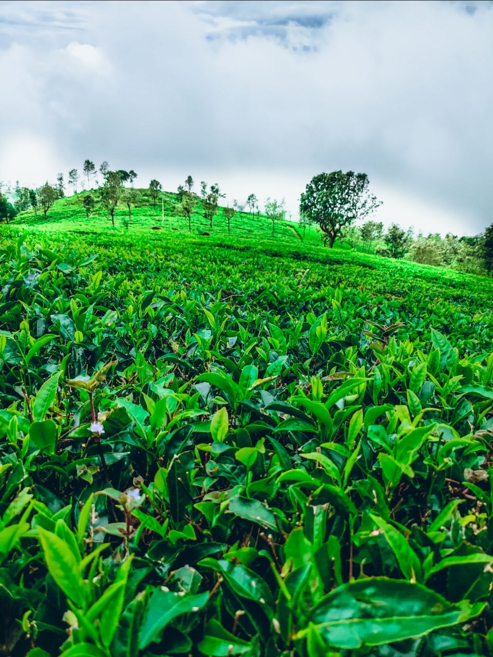 Photo of Tea garden by Amit Kumar