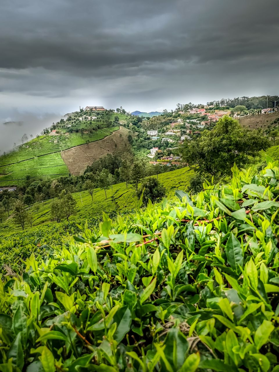 Photo of Tea garden by Amit Kumar