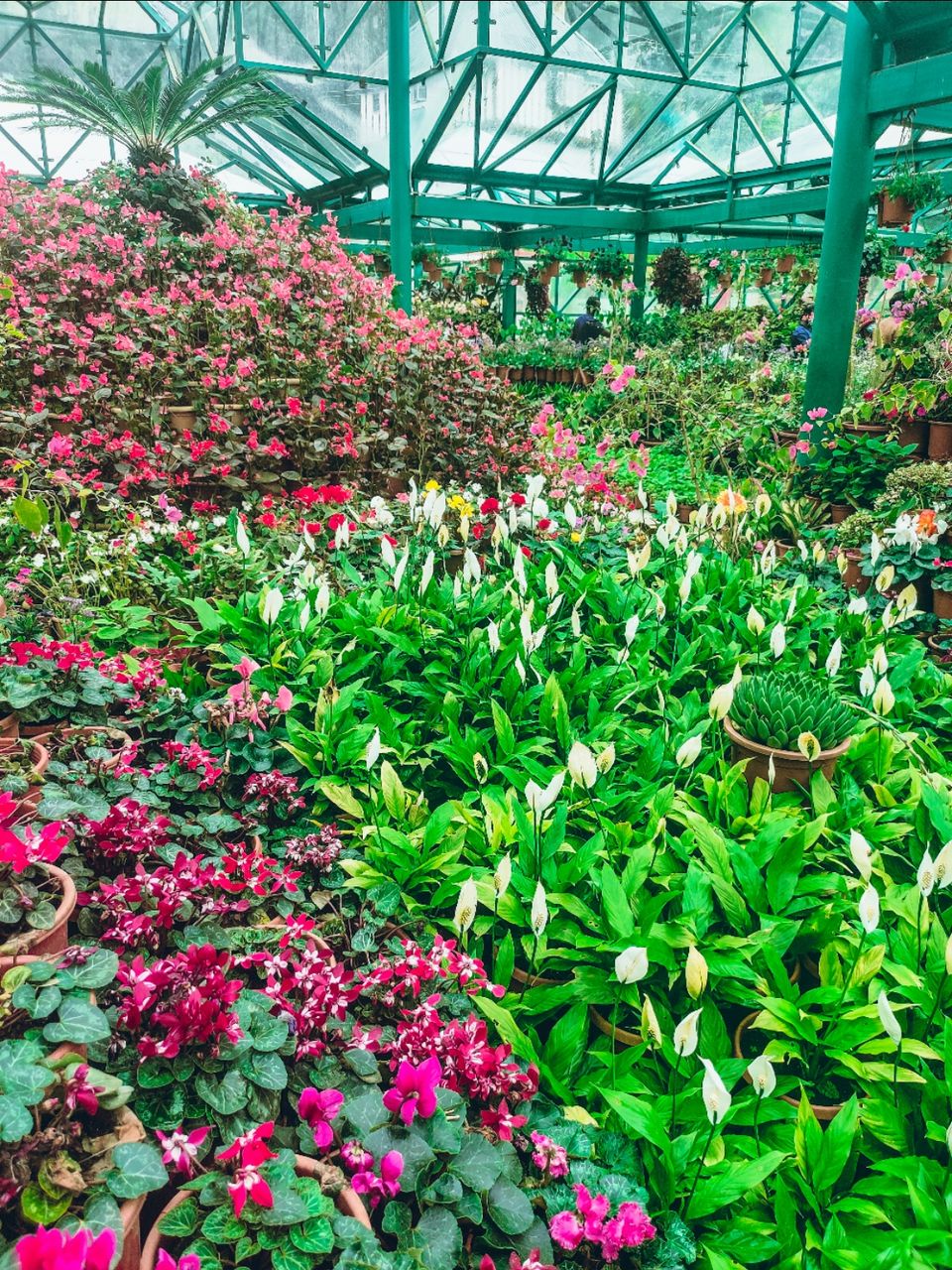 Photo of Government Botanical Garden by Amit Kumar