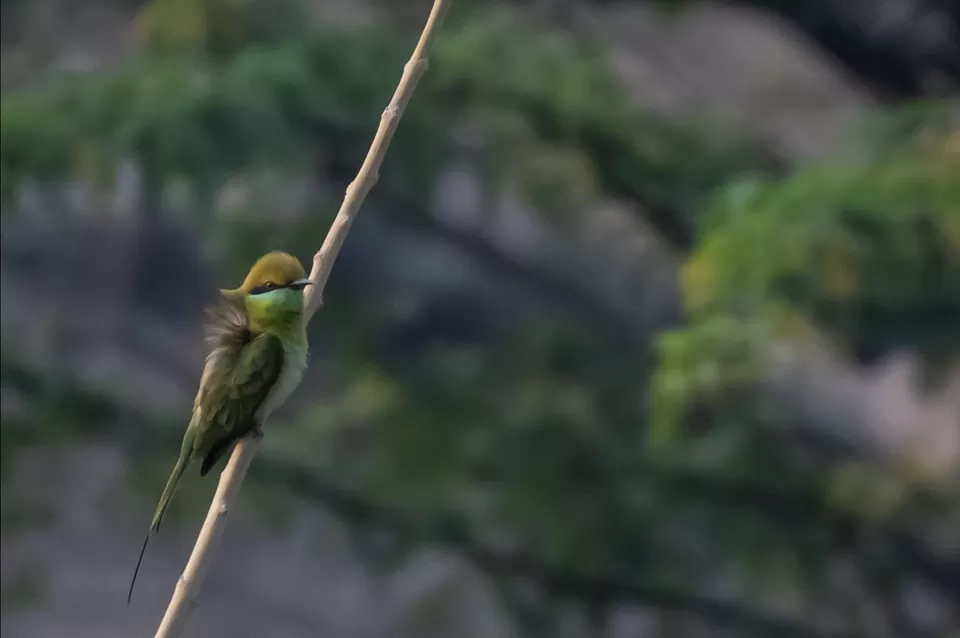 Photo of Bhigwan a paradise for bird lovers by Amit Kumar