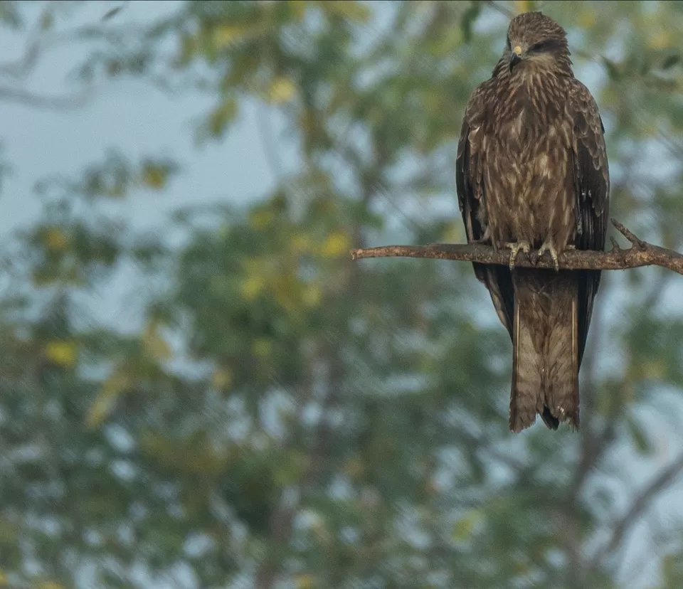 Photo of Bhigwan a paradise for bird lovers by Amit Kumar