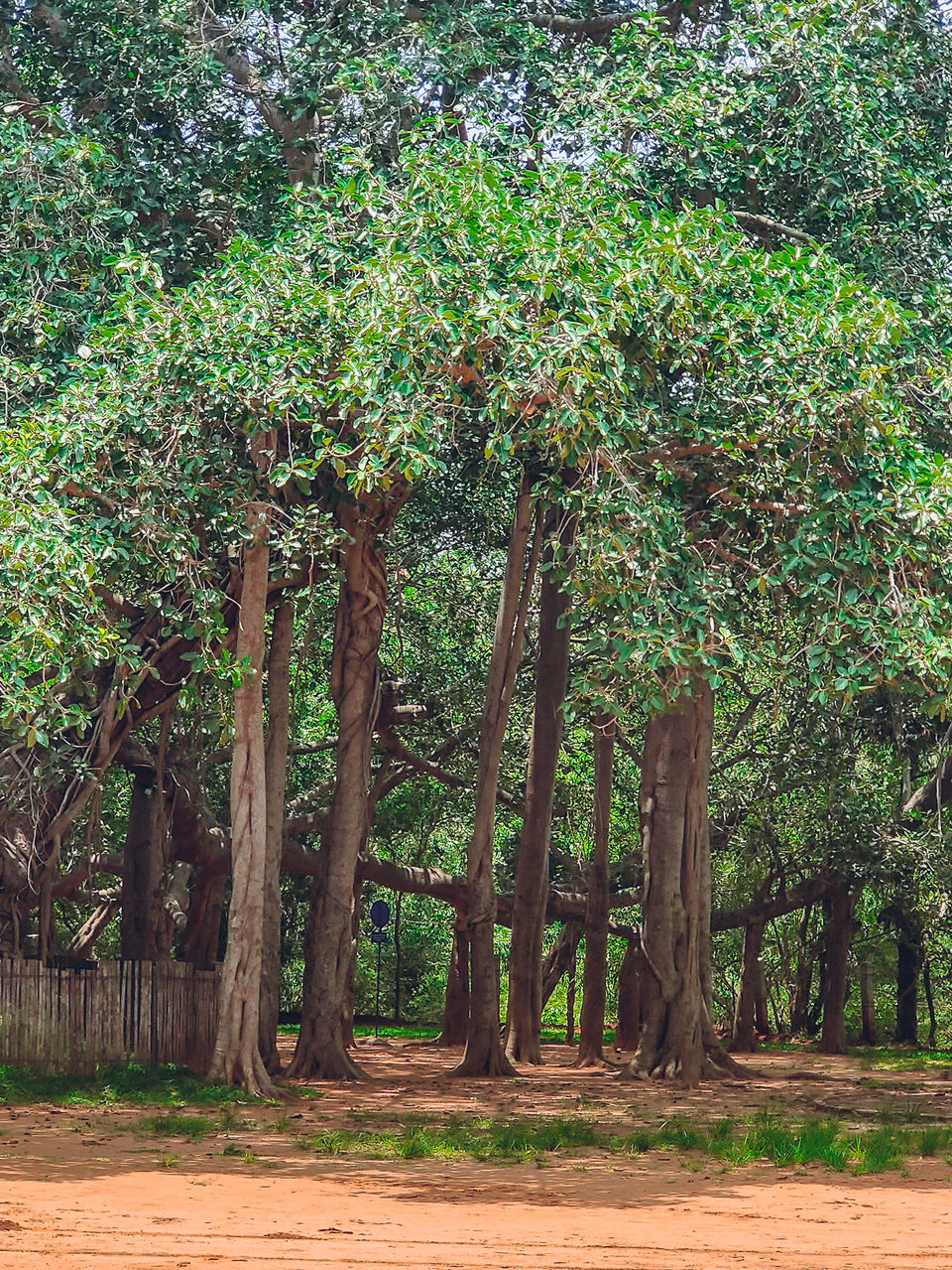 Photo of Botanical Garden, Maraimalai Adigal Salai, Near Anna Statue, Ambedkar Nagar, Orleanpet, Pondicherry, Puducherry, India by Amit Kumar