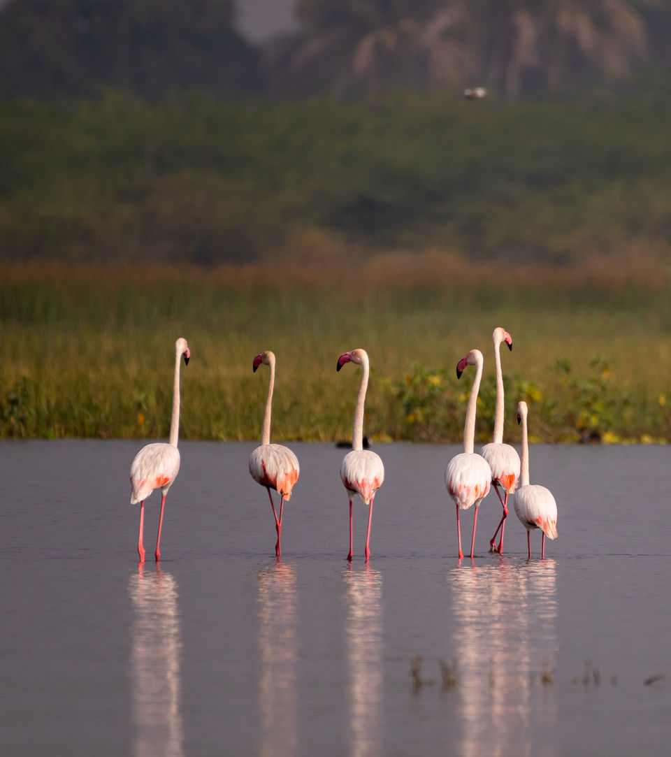 Photo of Bhigwan a paradise for bird lovers by Amit Kumar