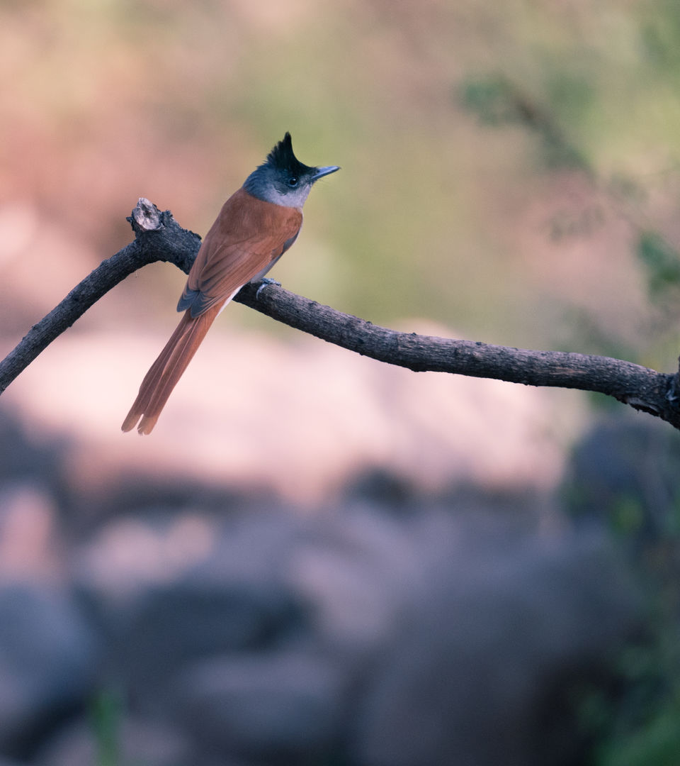 Photo of Long tail paradise fly catcher bird view in pune by Amit Kumar