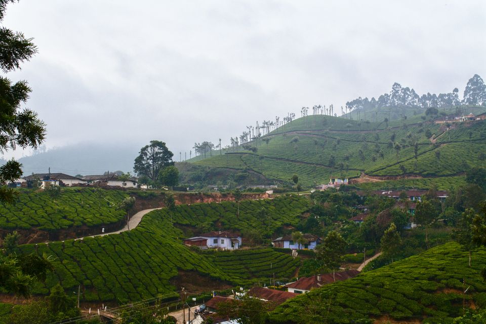 Photo of Munnar - My 1st tryst with mountains from south 1/2 by Pragya Singh