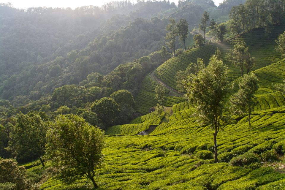 Photo of Munnar - My 1st tryst with mountains from south 2/2 by Pragya Singh