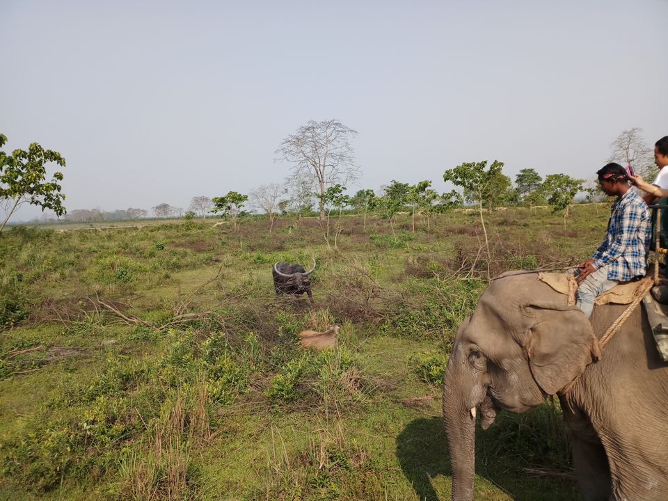 Photo of Kaziranga : into the wilderness and nature by Ramit Remo