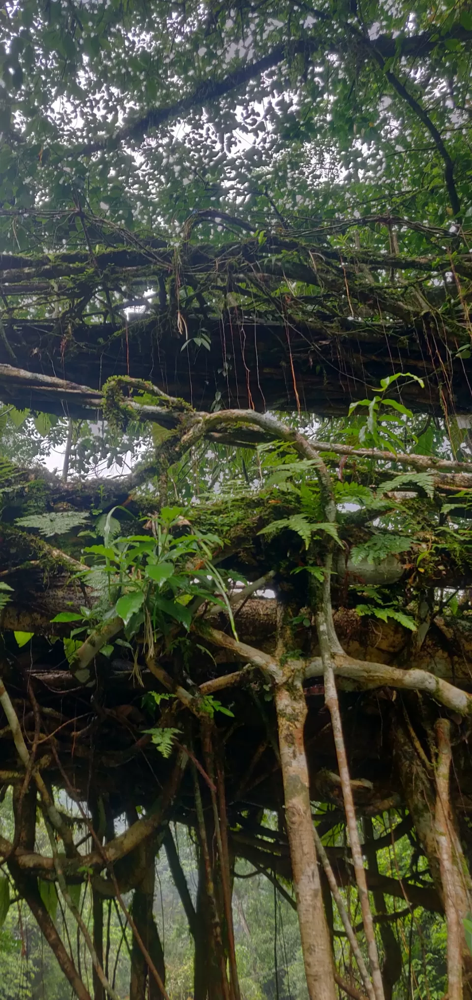 Photo of Cherrapunjee, Meghalaya, India by Ramit Remo