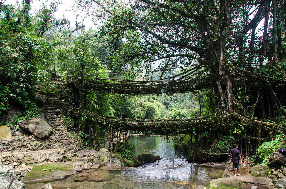 Photo of Living Root Bridge !!! by Garima Jain