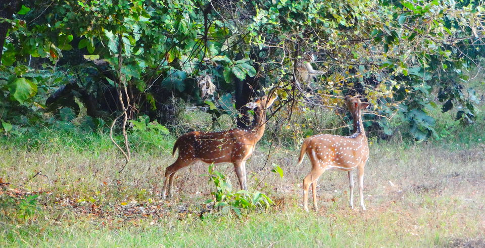 Photo of Forest stories @ Tadoba Andhari reserve 9/56 by Drashti Buch