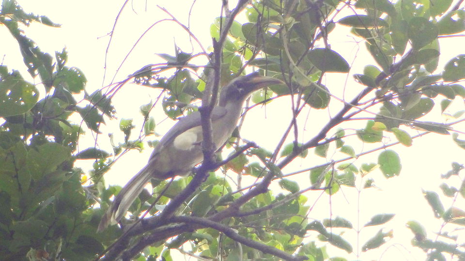 Photo of Forest stories @ Tadoba Andhari reserve 23/56 by Drashti Buch