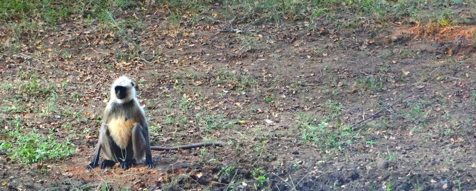 Photo of Forest stories @ Tadoba Andhari reserve 35/56 by Drashti Buch