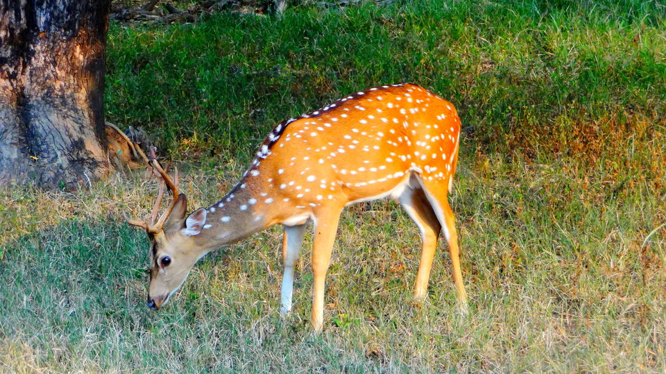 Photo of Forest stories @ Tadoba Andhari reserve 36/56 by Drashti Buch