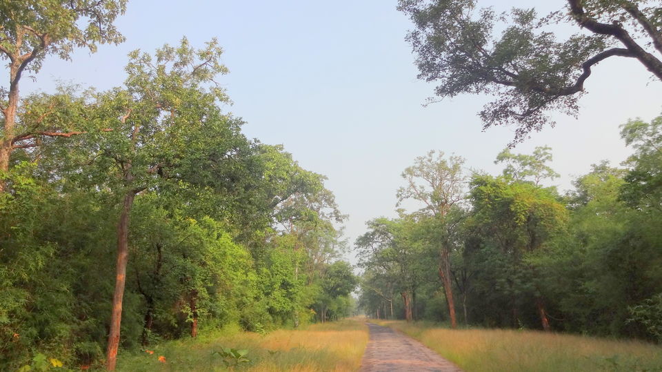 Forest stories @ Tadoba Andhari reserve - Tripoto