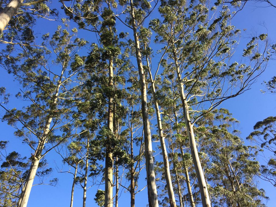 Photo of Finding the new year calm at Yercaud 7/15 by Drashti Buch