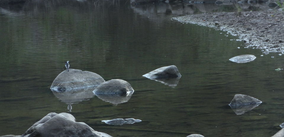 Photo of Solo trip to Ranthambhore - Life changing and how :) 3/61 by Drashti Buch