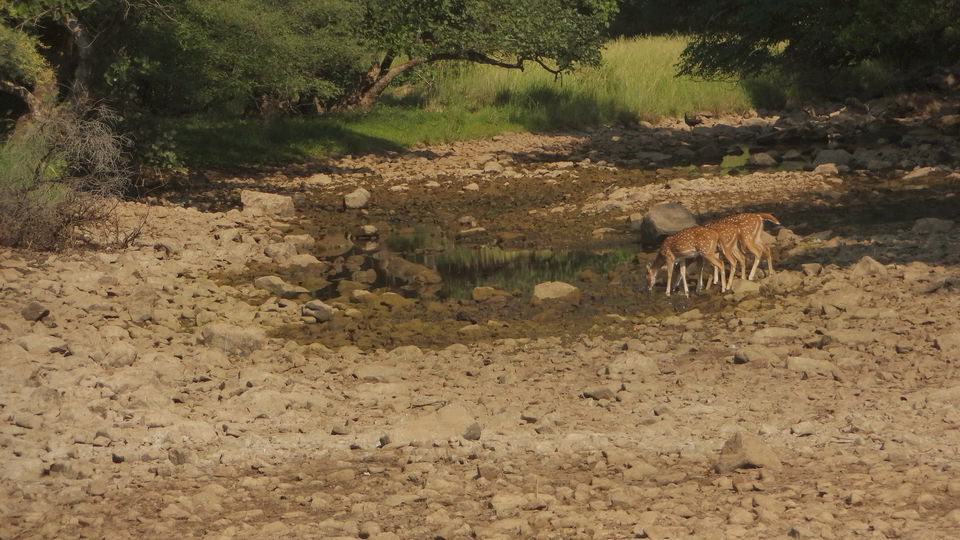 Photo of Solo trip to Ranthambhore - Life changing and how :) 10/61 by Drashti Buch