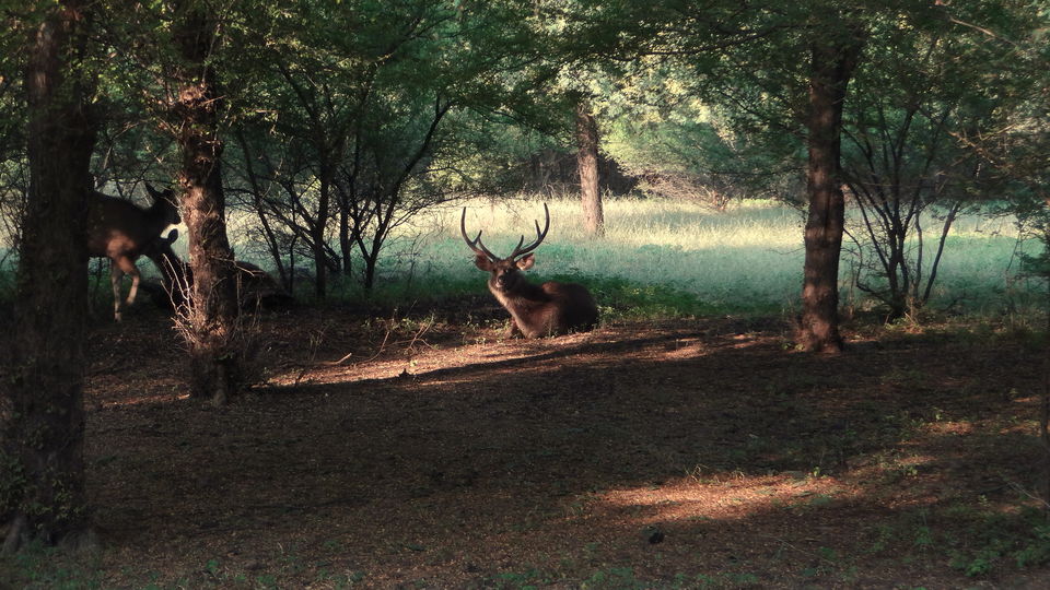 Photo of Solo trip to Ranthambhore - Life changing and how :) 30/61 by Drashti Buch