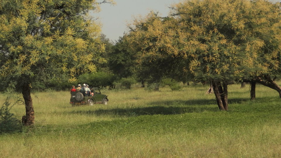 Photo of Solo trip to Ranthambhore - Life changing and how :) 41/61 by Drashti Buch
