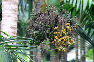 Photo of GOA - 10 offbeat experiences. by Pradnya G.