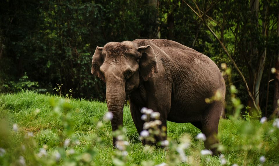 Photo of My Solo trip to Kerala 1/1 by Rohan Jha