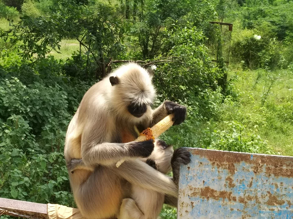Photo of Pali by Harish Panwar