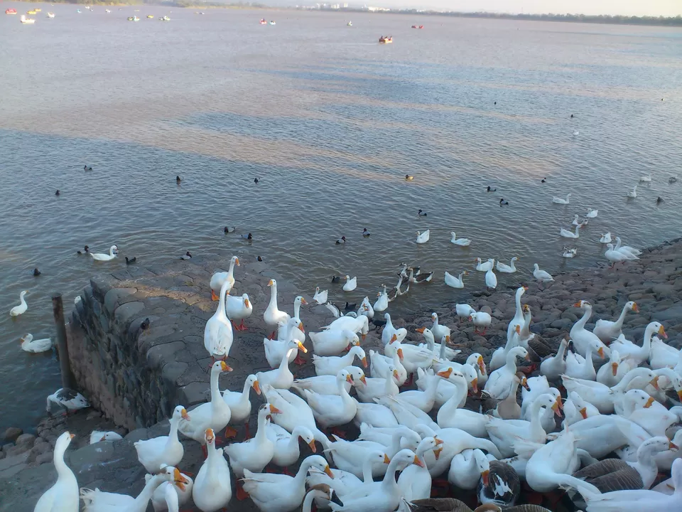 Photo of Sukhna Lake, Sector 1, Chandigarh, India by Harleen Kalsi