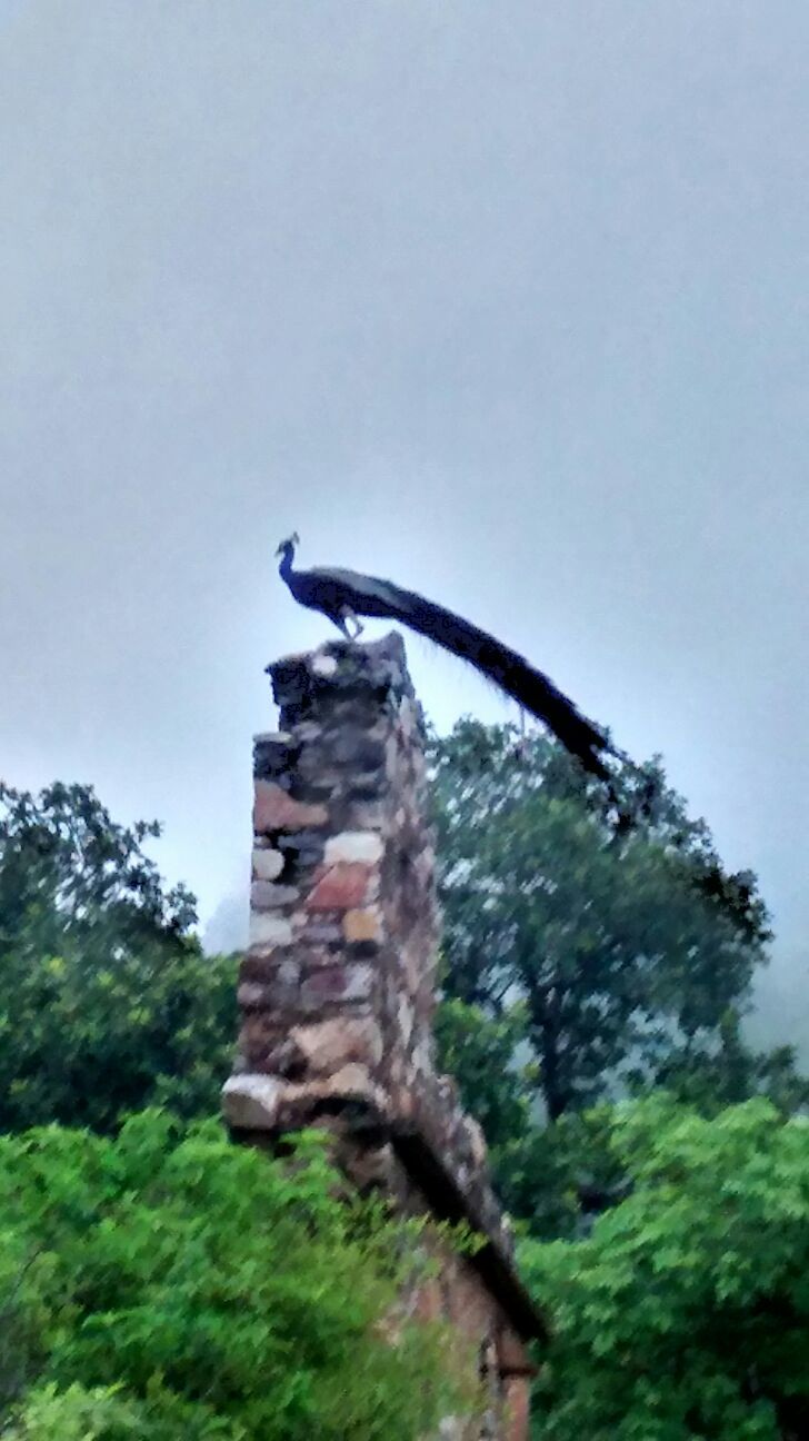 Photo of Paradise Paranormal! Neemrana to Bhangarh 4/54 by Harleen Kalsi