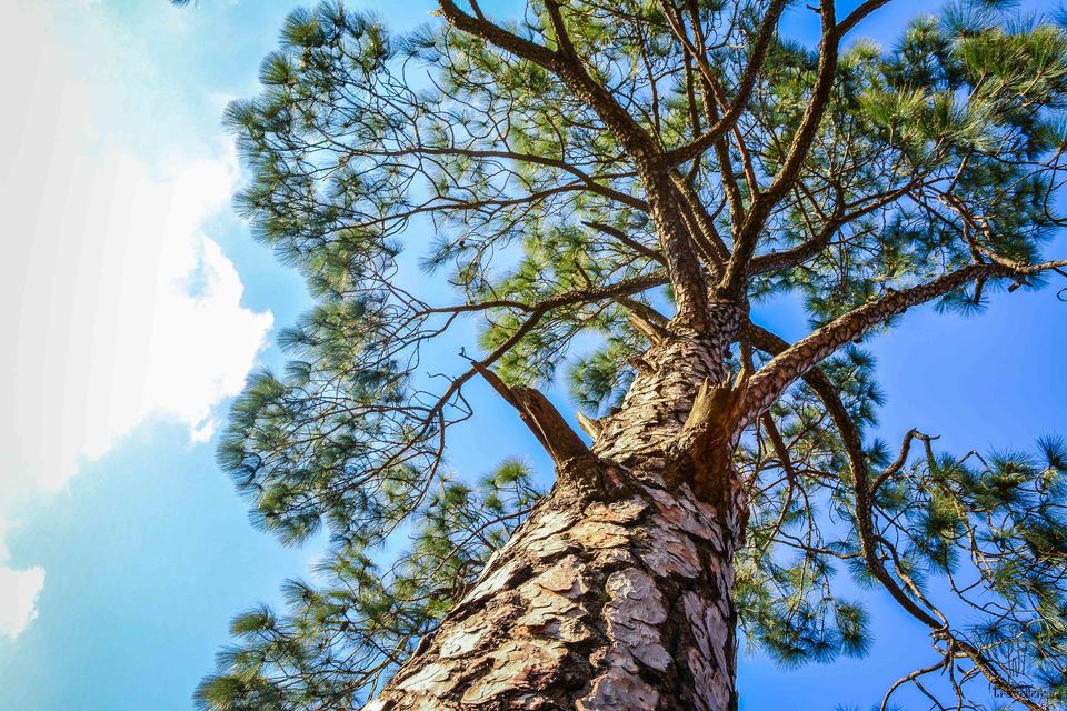Photo of Chail, Himachal Pradesh: A Perfect Weekend Getaway by Rishi Raj Singh