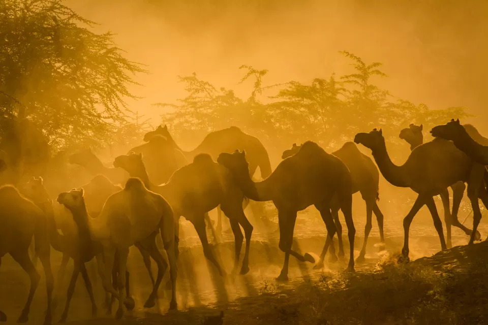Photo of Pushkar, Rajasthan, India by Rishi Raj Singh