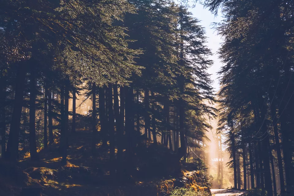 Photo of Chail, Himachal Pradesh, India by Rishi Raj Singh