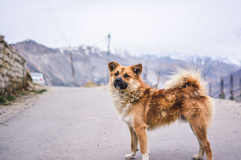 Photo of How I travelled to Spiti Valley with 8 friends in less than Rs 8000 (With Pictures and Video) 17/72 by Rishi Raj Singh