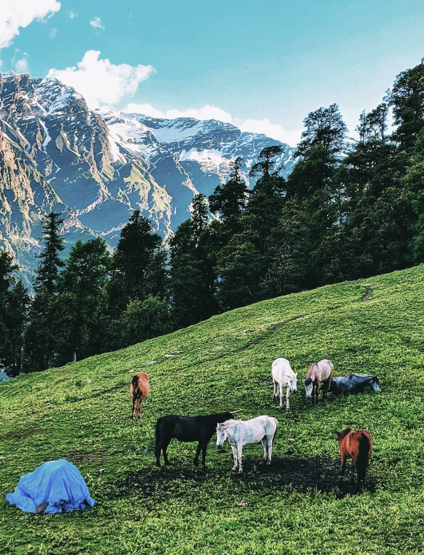 Photo of Bhrigu Lake Trek - 4 day trek full of beautiful meadows near Manali 5/9 by Rishi Raj Singh