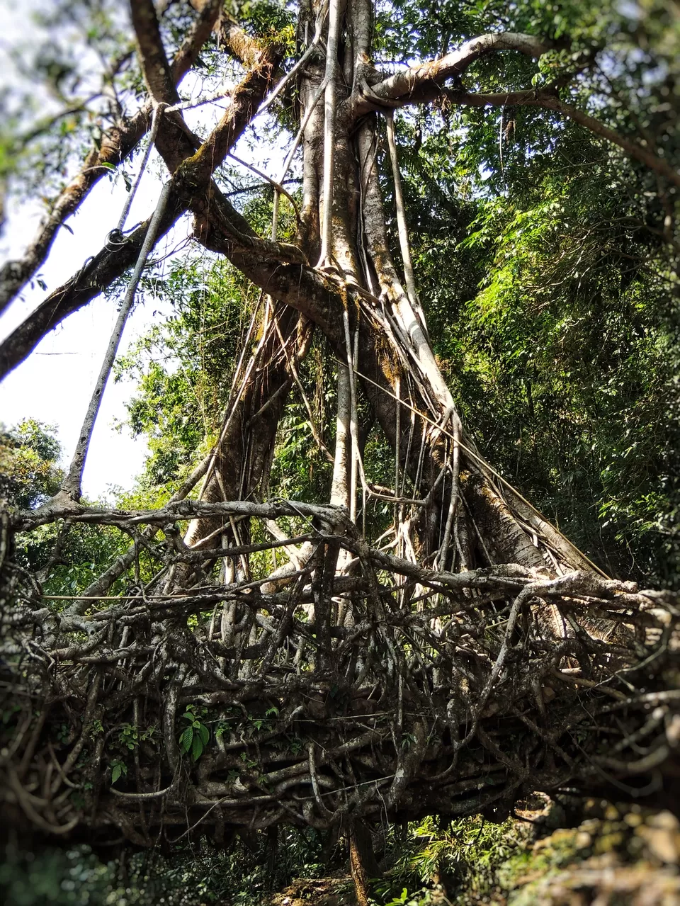 Photo of Living Root Bridge, East Khasi Hills, Meghalaya, India by pshrutika