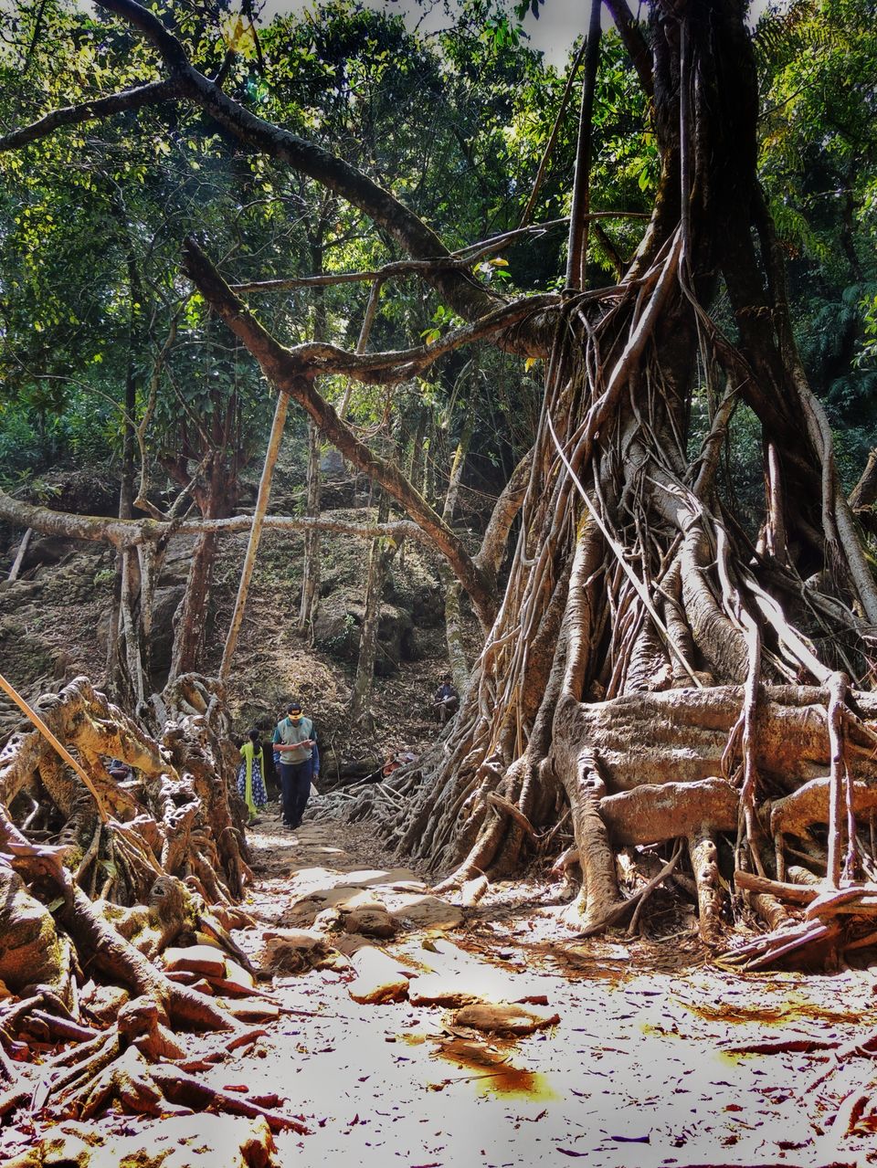 Photo of The Living Root Bridge~It is a sight to capture in your memories! by pshrutika