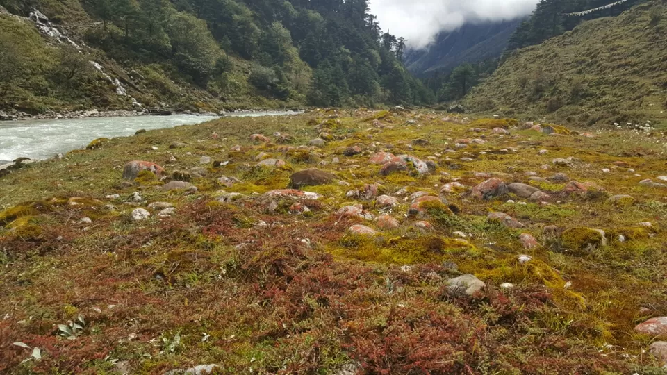 Photo of Yumthang, Sikkim 737120, India by Mohamed Rizwan