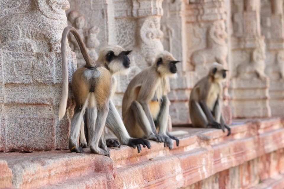 Photo of Hampi on Wheels 8/15 by Sajesh J