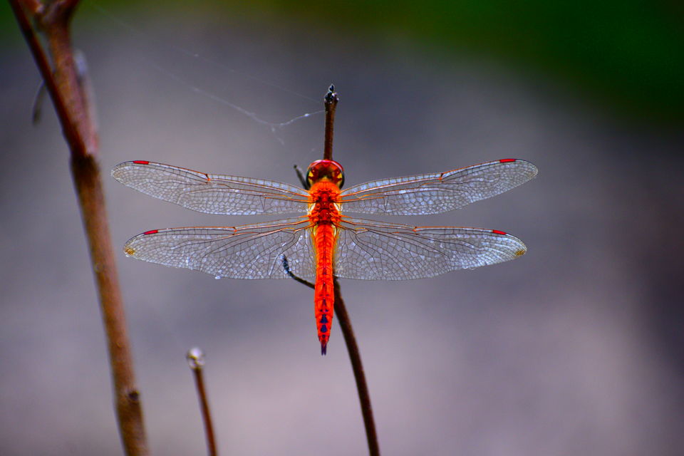 Photo of A day in Medak & Pocharam Lake 16/32 by Abhishek Singhania