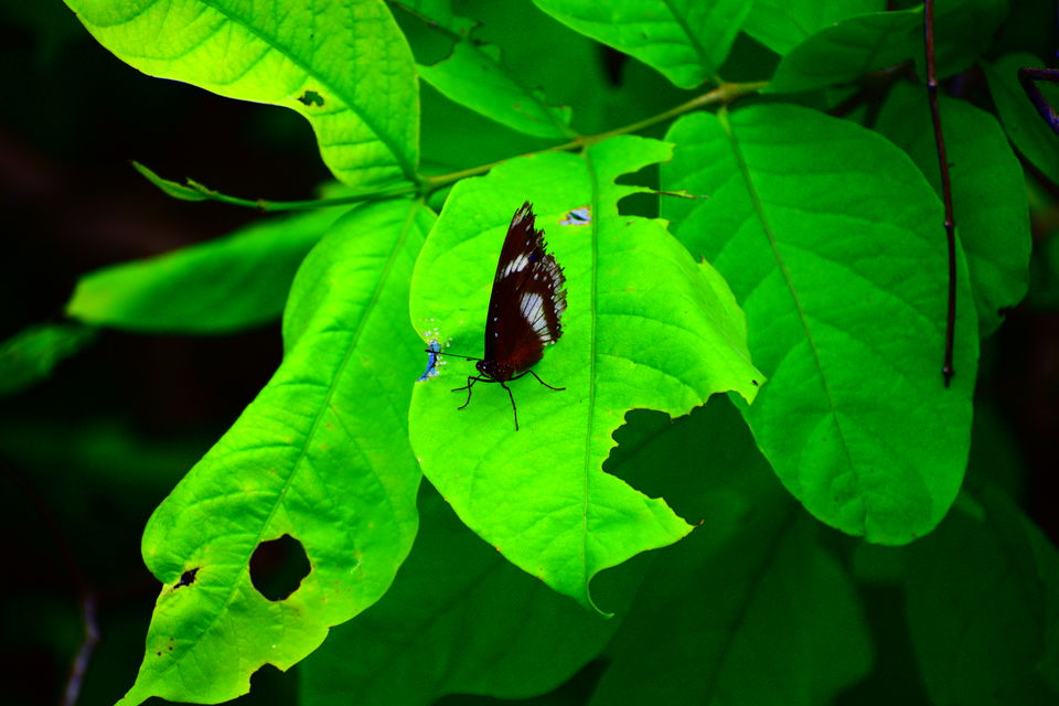 Photo of A day in Medak & Pocharam Lake 17/32 by Abhishek Singhania