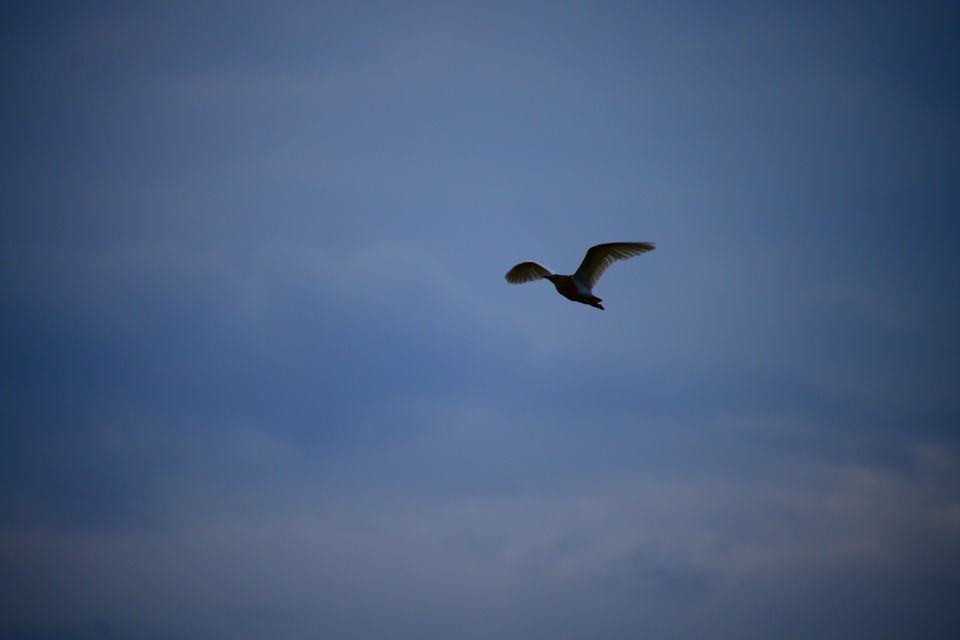 Photo of A day in Medak & Pocharam Lake 23/32 by Abhishek Singhania