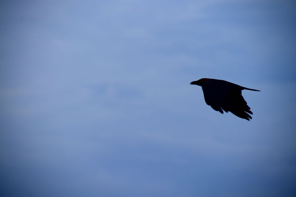 Photo of A day in Medak & Pocharam Lake 24/32 by Abhishek Singhania